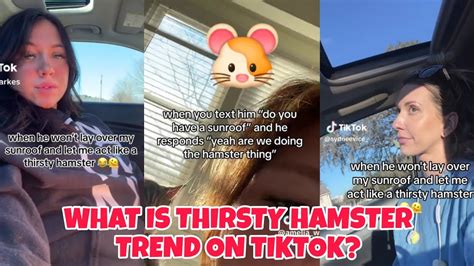 hanster and sunroof|sunroof thirsty hamster.